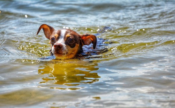 Cartes Yu-Gi-Oh : Débuter en Yu-Gi-Oh : les infos utiles ?