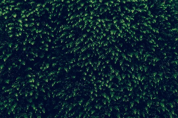 Mur végétal : conseils pour une façade resplendissante