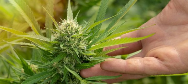 Qu'est-ce que la fleur de CBD?